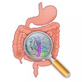 Gut health Gut health
