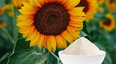 Sunflower oil powder Sunflower oil powder