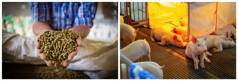 Application in feed Application in feed