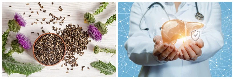 Liver Protection Liver Protection