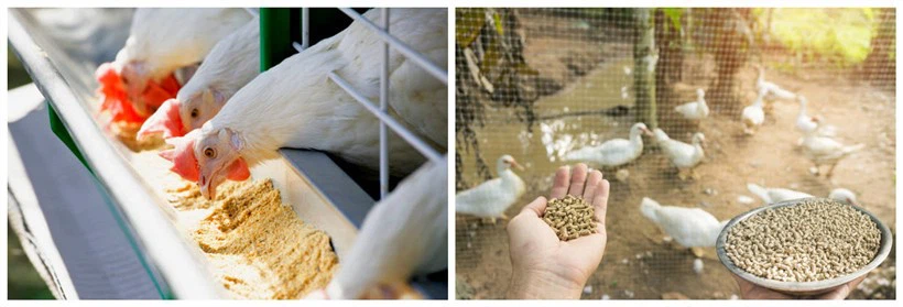 Animal food Animal food